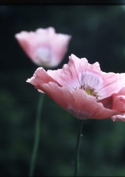 pink poppy