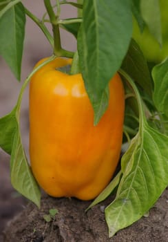 Paprika