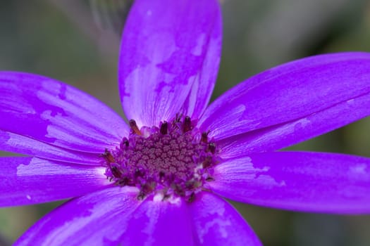Purple bloom