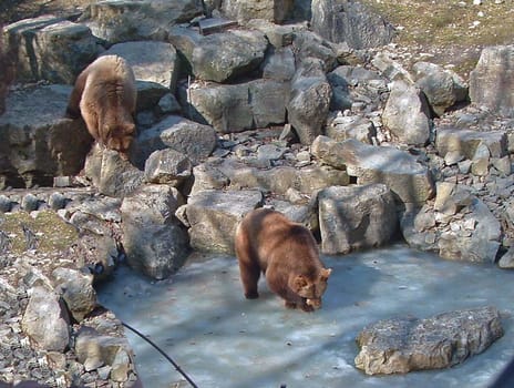 Bears
