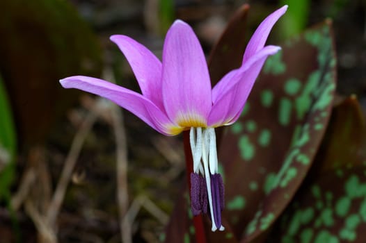 Dogtooth lily Erythronium dens-canis
