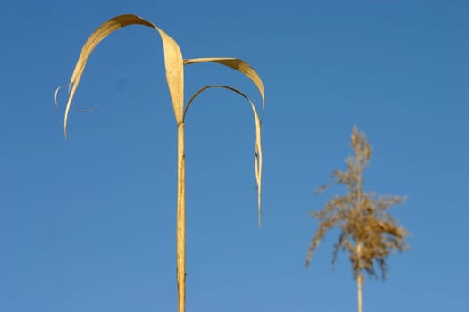 Dried-up reeds