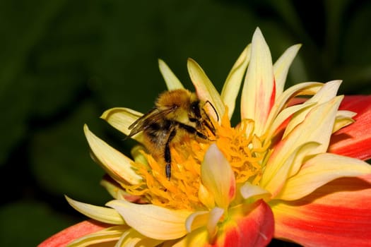 Bumblebee on a dahlia