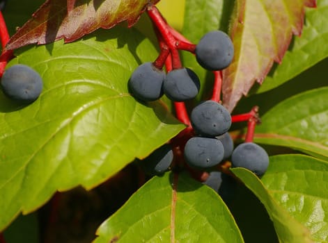 Wild wine