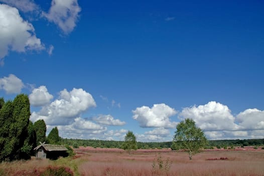 The heath is blooming