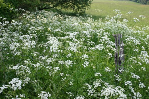 Carpet of flowers