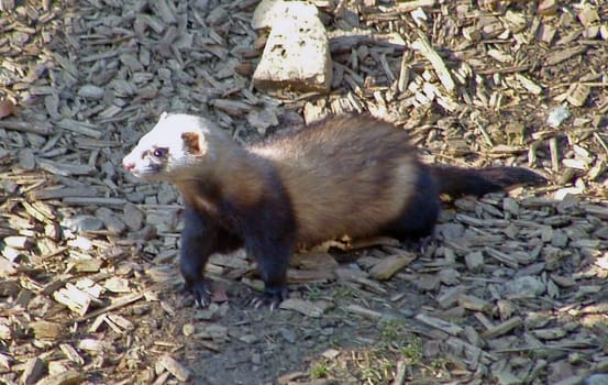Ferret