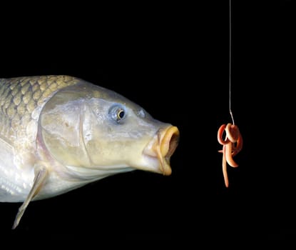 The bait