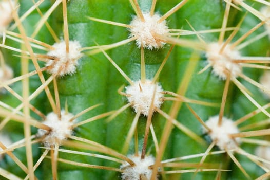 Cactus 03