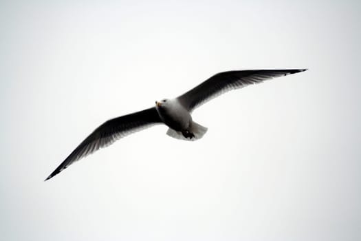 Volplane