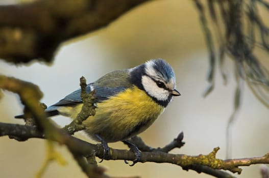 before starting to the newly covered nest box - with Pentax 4.5/300 mm + 1.7x converter