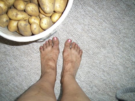 Potato harvesting