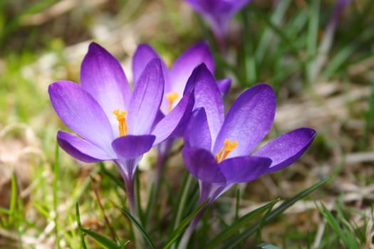 Crocus 2