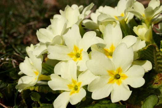 Primrose 2