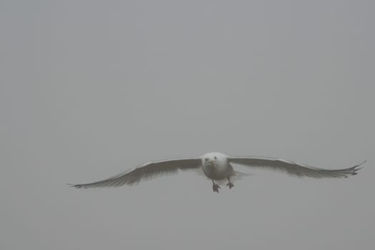 The Fog