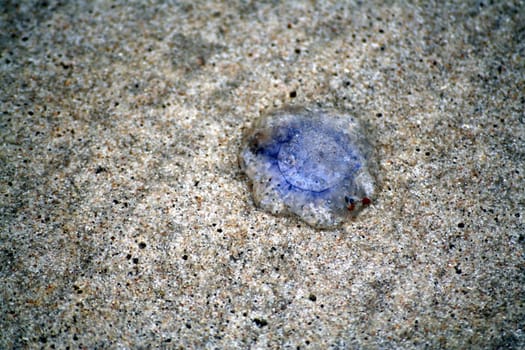 Jellyfish
