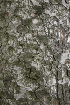 Close-up of the bark of a spruce tree