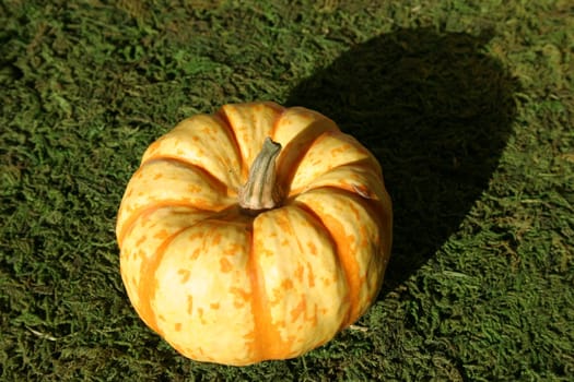 Orange-yellow ornamental pumpkin