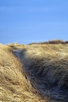 Trail