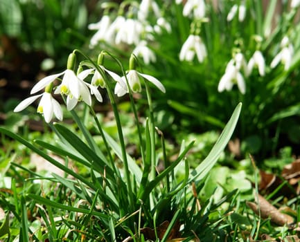 Snowdrop I