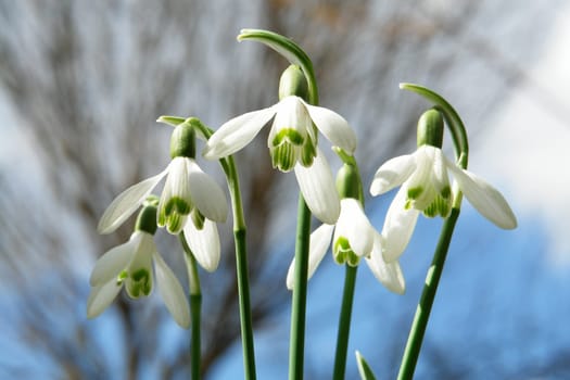 Snowdrop III