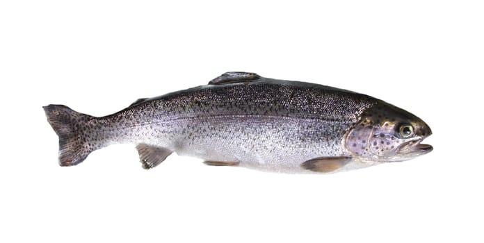 Trout
