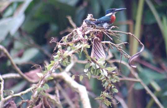 Kingfisher King Fisher