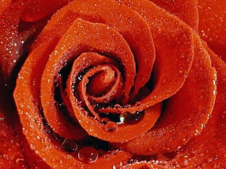rose without hip without rosehip