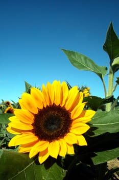 Sunflower