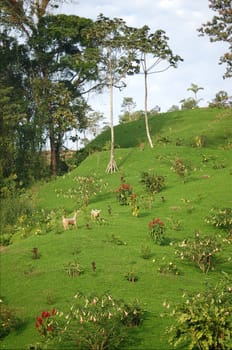 Hillside garden