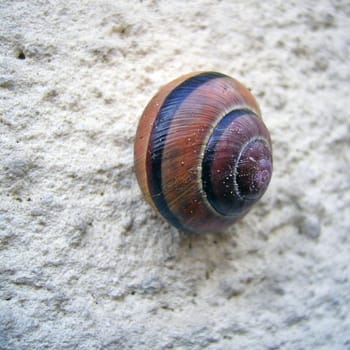 Snail