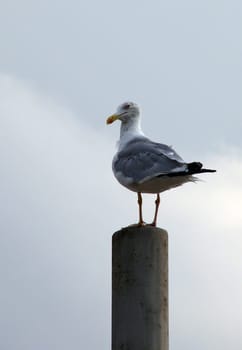Seagull