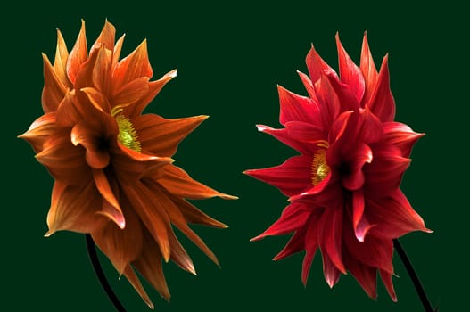 Fire Dahlia