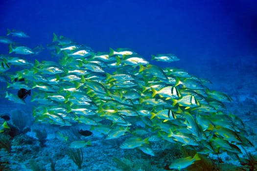 Cayo Largo,Cuba