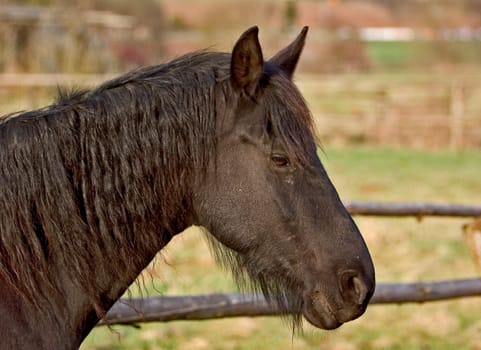 the Friesian mare on our farm enjoys the spring sun. Snapshot
