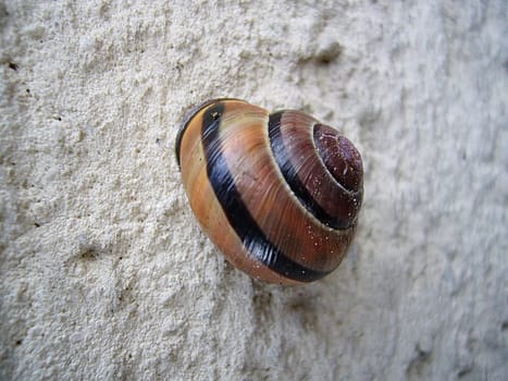 Snail