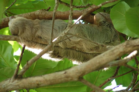 lazy sack