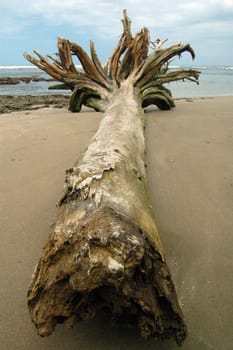 on the Caribbean beach of Costa Rica