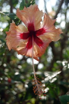 Hibiscus