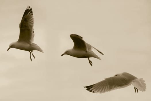 Flight of a seagull