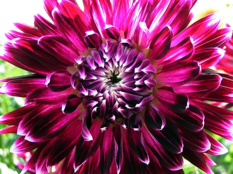 Purple and white