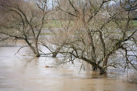 Trees in the Weser near Rinteln (Lower Saxony)