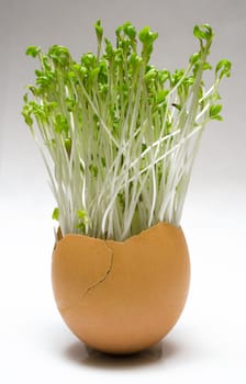 Spring Egg