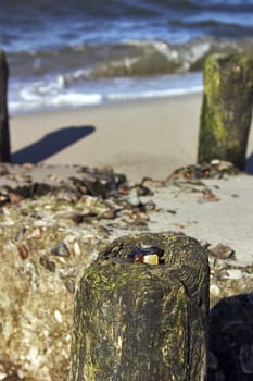 found on the Baltic Sea near Ahrenshoop,Fischland/Darß