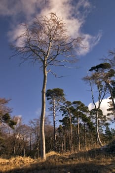 Windfugitive