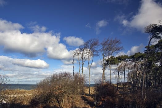 Baltic Sea coast near Ahrenshoop,Fischland/Darß