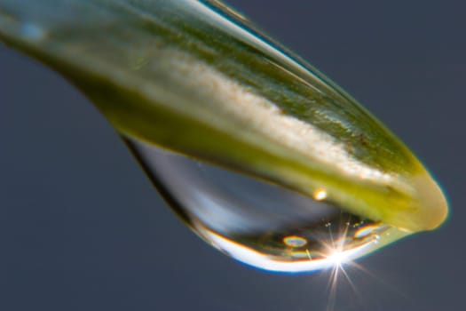 Dewdrop