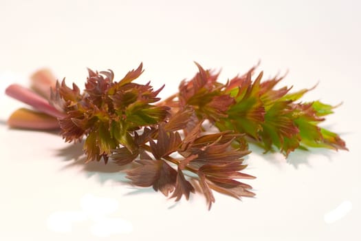 Lovage