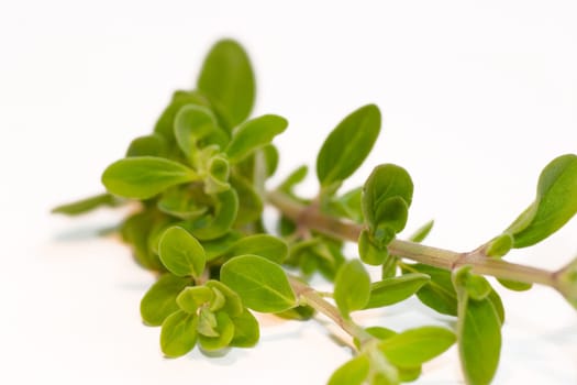 Tarragon