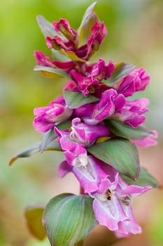 Hollow larkspur